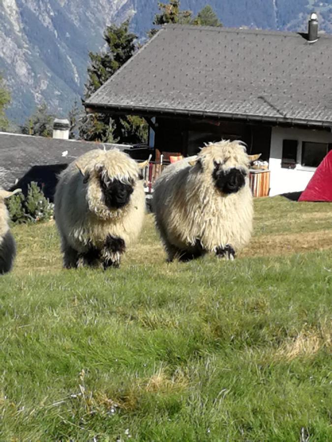 Restaurant Fleschboden Vandrerhjem Rosswald Eksteriør bilde